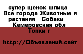 супер щенок шпица - Все города Животные и растения » Собаки   . Кемеровская обл.,Топки г.